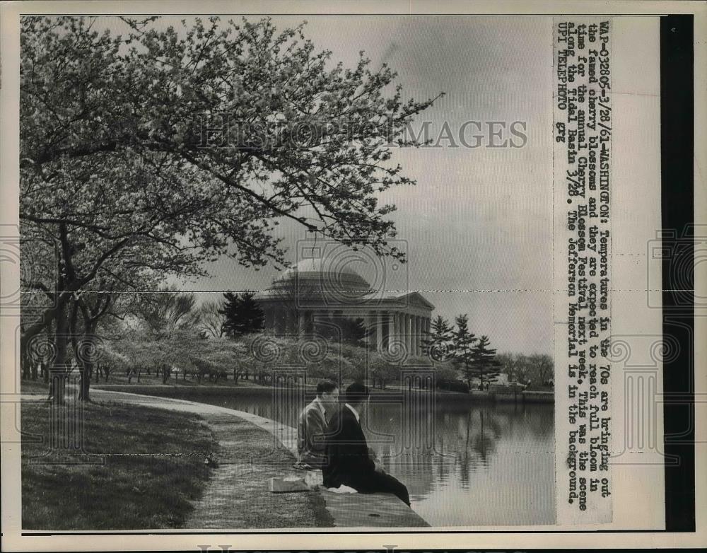 1961 Press Photo Famed Cherry Blossom Trees in Washington - Historic Images