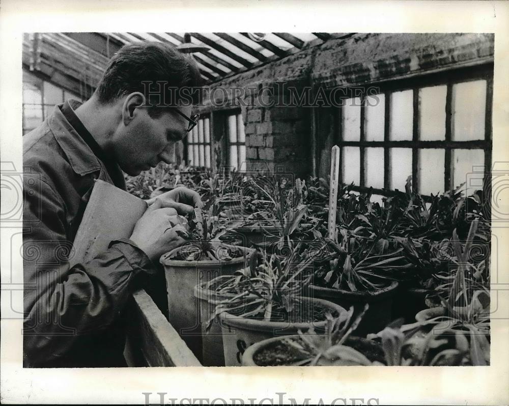 1941 Press Photo Botanical expert of the Rubber Plant Institute notes - Historic Images