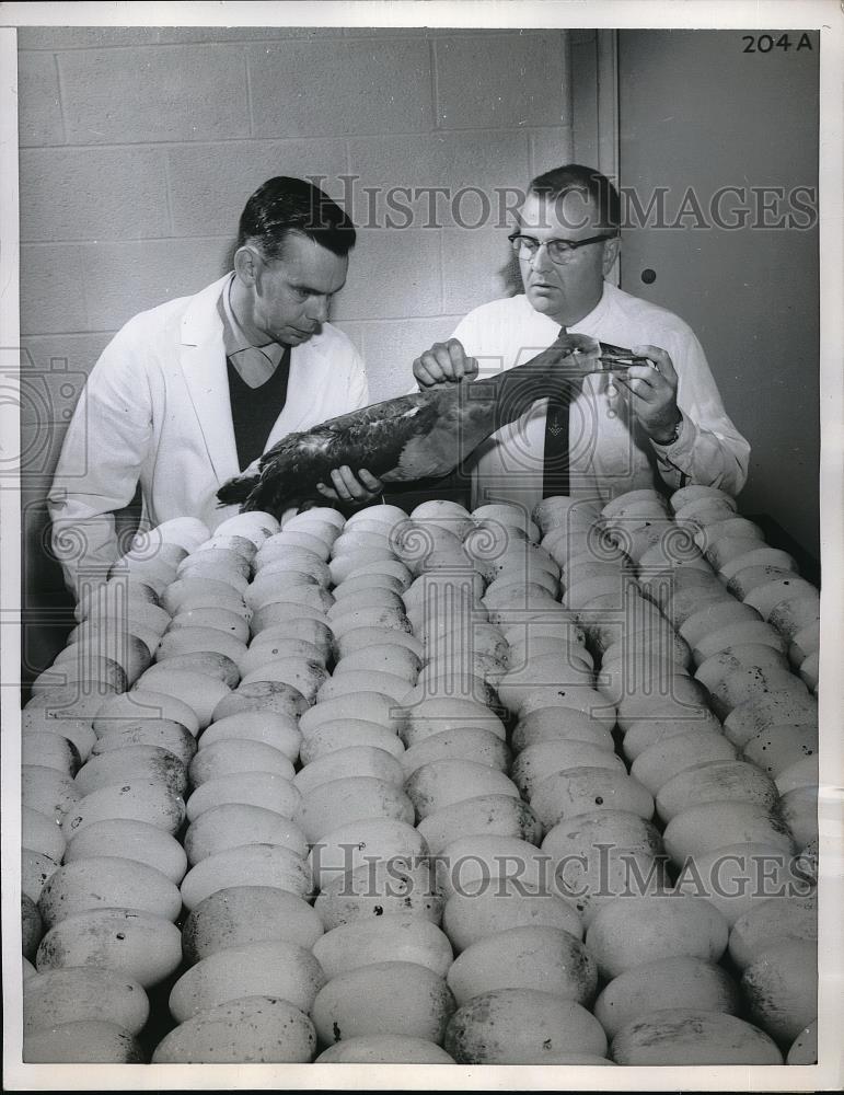 1960 Press Photo JOhn Downey Harve Fisher Gooeny Bird Laysan Albatrosses - Historic Images