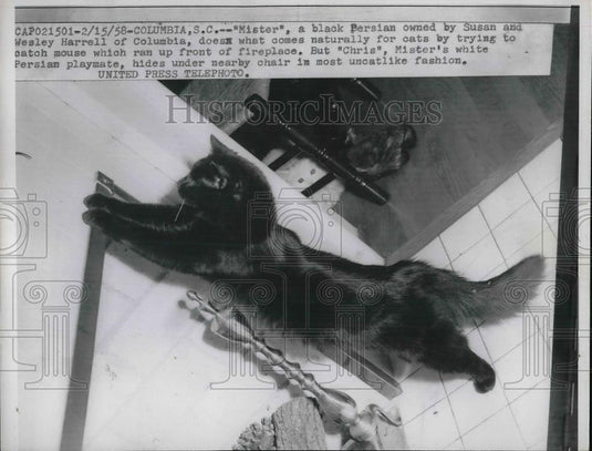 1958 Press Photo Black Persian Car Named Mister - Historic Images