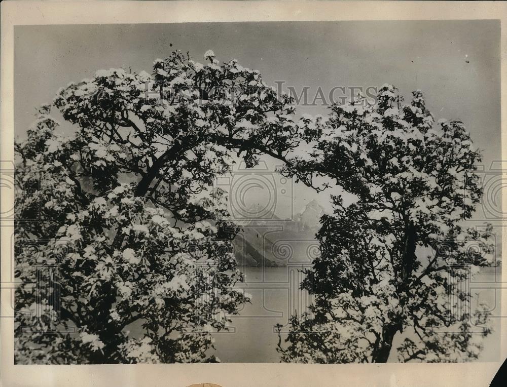 1931 Press Photo A Glorious Scene In The Austrian Alps As Trees Bloom - Historic Images