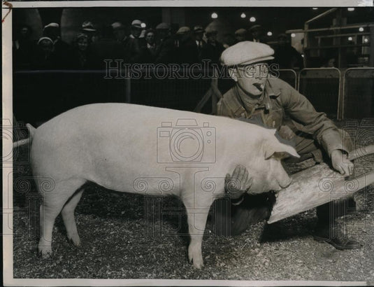 1934 Press Photo Purdue's Model 7 month old Grand Champion Pig - Historic Images