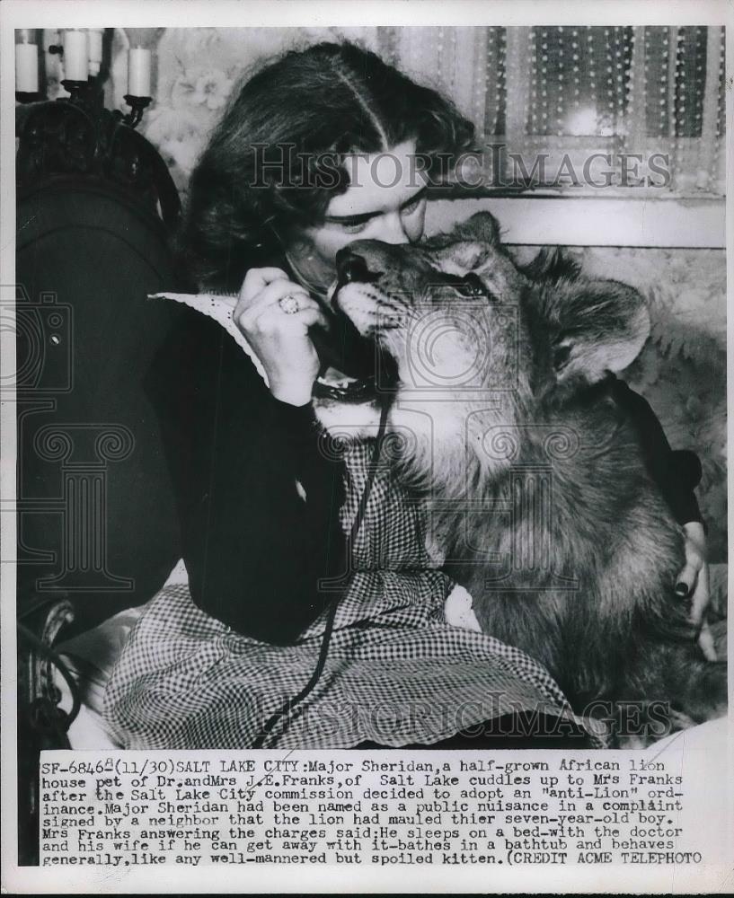 1950 Press Photo Major Sheridan African Lion of Dr &amp; Mrs Franks Salt Lake City - Historic Images