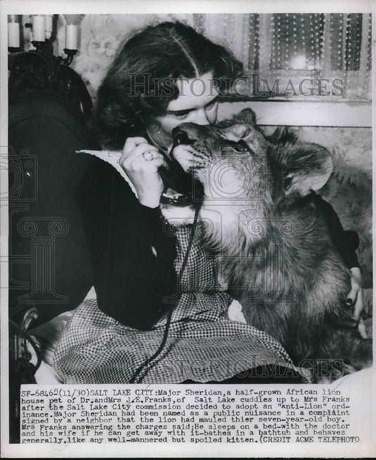 1950 Press Photo Major Sheridan African Lion of Dr & Mrs Franks Salt Lake City - Historic Images