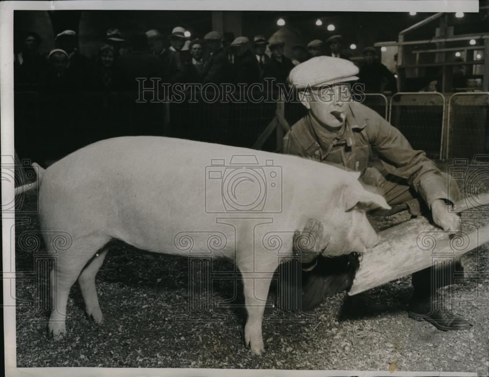 1934 Press Photo Purdue's Model Grand Champion Livestock Chicago - Historic Images