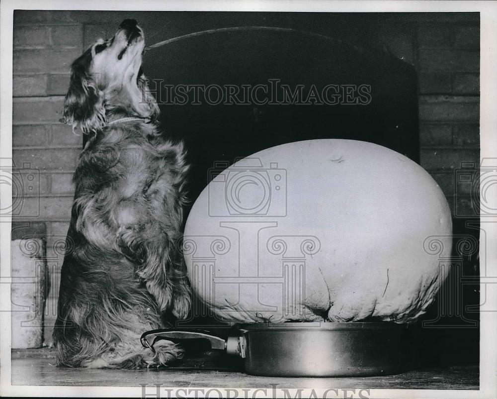 1959 Press Photo Sally the pooch barking at the giant puffball mushroom like - Historic Images