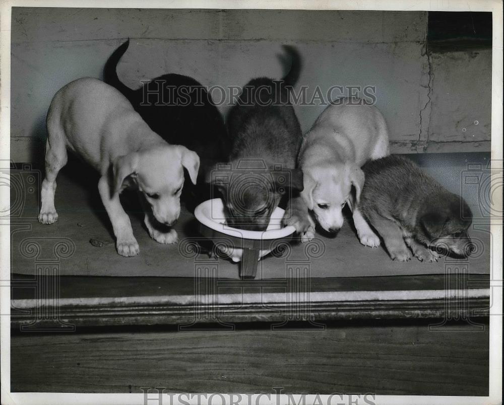 Press Photo Five puppies eating their food - Historic Images