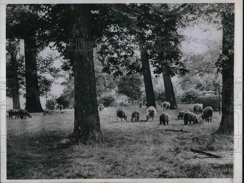 1945 Press Photo Parks Official in Springfield are Using 600 Sheep to Mow - Historic Images