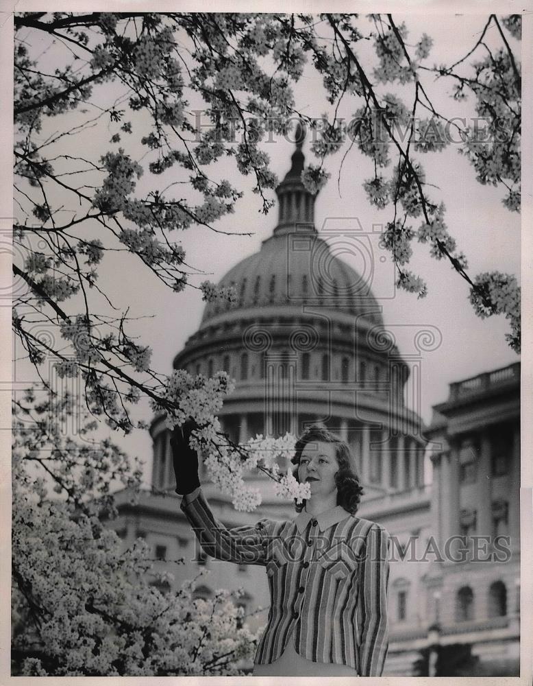 1939 Press Photo Agnes Mills admiring cherry blossoms near Capitol bldg. in D.C. - Historic Images