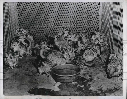 1956 Press Photo Chinchillas Huddle Together For Warmth In Their Cage - Historic Images