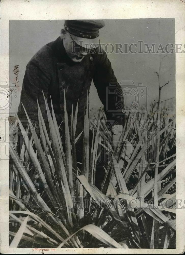 1931 Press Photo Jucca Plant Bred by Germans Synthetic Cotton - Historic Images