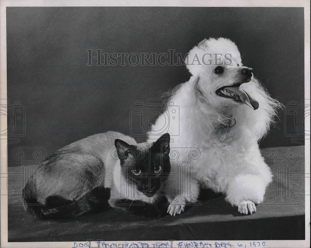 1970 Press Photo Miniature Poodle &amp; Siamese Cat - Historic Images