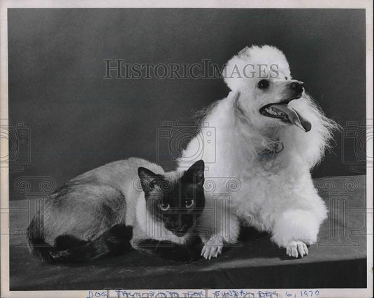 1970 Press Photo Miniature Poodle & Siamese Cat - Historic Images