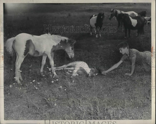 1947 Press Photo horses after the birth of a colt - neb26061 - Historic Images