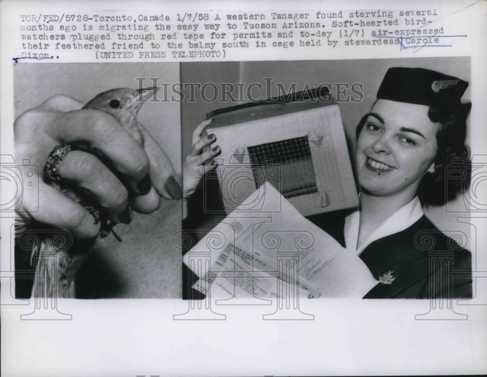 1958 Press Photo Air Expressed Bird Carole Dixon - Historic Images