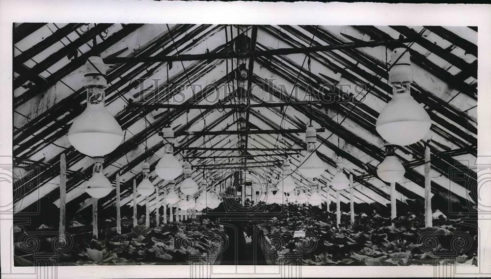 1956 Press Photo An abundance of vegetables is grown beyond the Arctic Circle - Historic Images