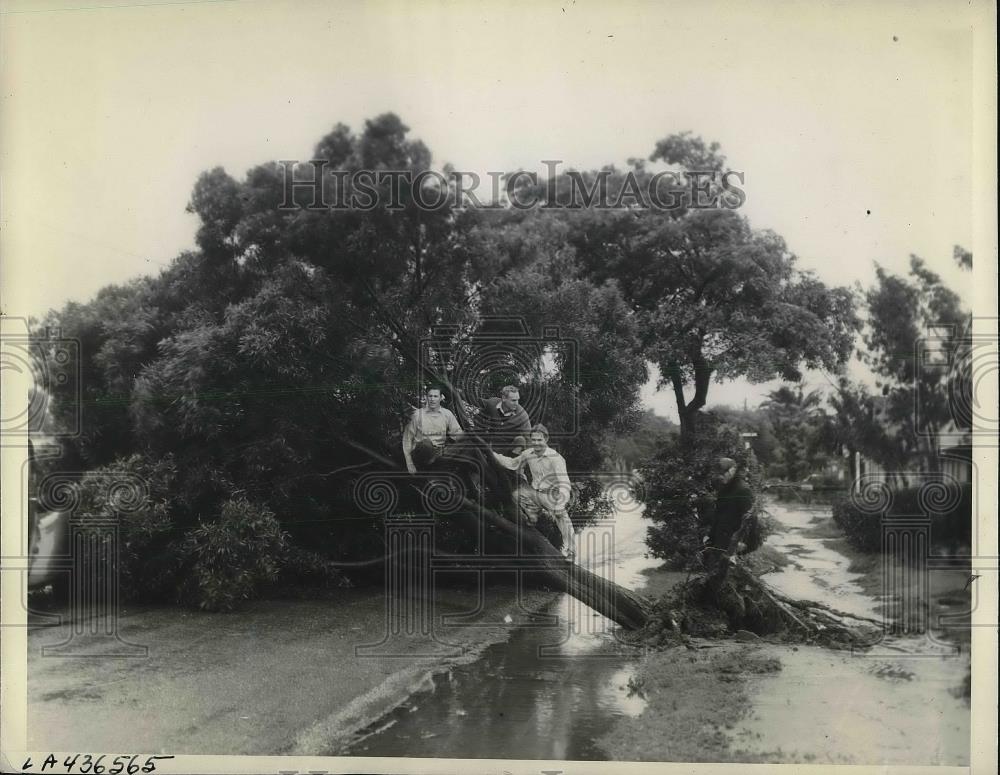 1938 Press Photo A tree uprooted by the storm on Lennox Boulevard, Inglewood - Historic Images