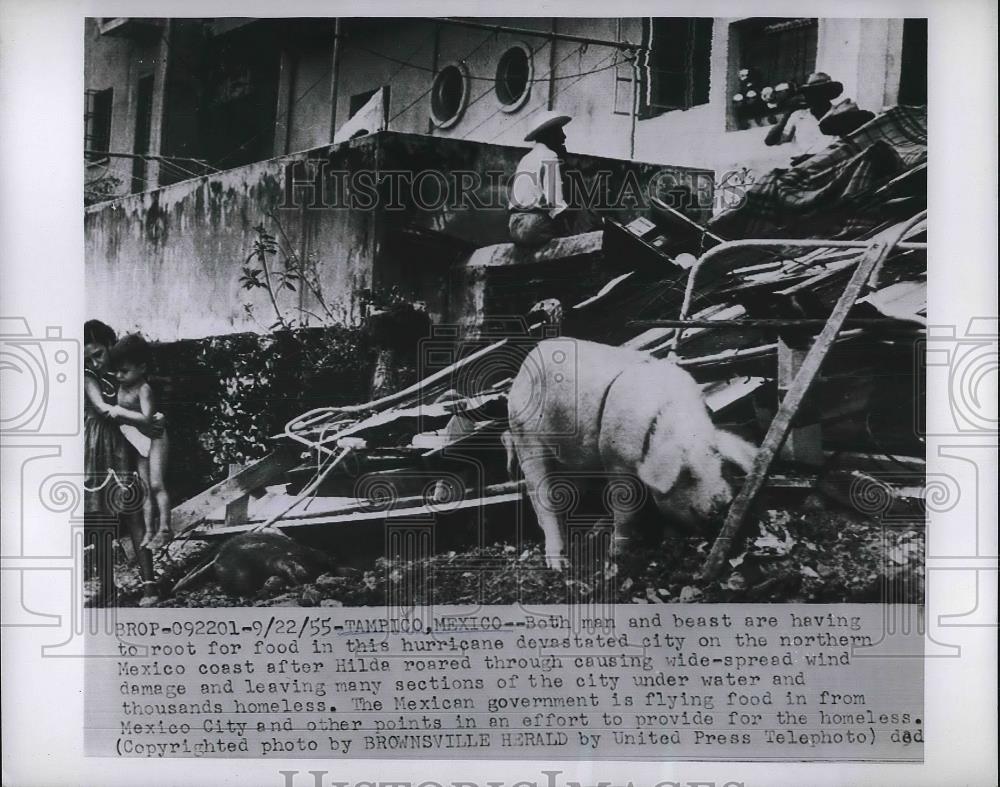 1955 Press Photo Man & Beast Search For Food In Hurricane Devastated Tampico - Historic Images
