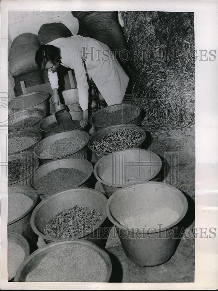 1955 Press Photo Food for Animals That are In Flight London Airport - Historic Images