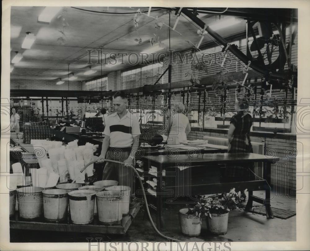 1955 Press Photo Workers at Hill Floral Products Fill Buckets With Water - Historic Images