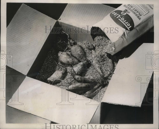 Press Photo Bulbs Packed In Carton & Covered In Terra-Lite Protective Material - Historic Images