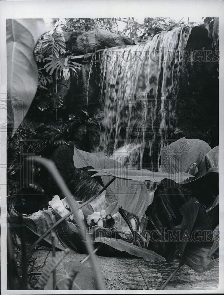 1961 Press Photo Jungle Waterfall in Climatron Missouri Botanical Garden - Historic Images