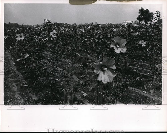 1966 Press Photo Mentor Floral Garden - Historic Images