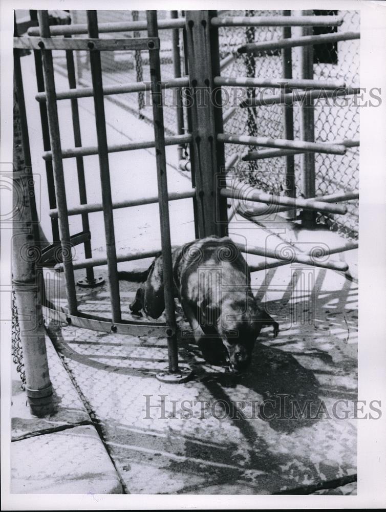 1960 Press Photo Dog at Halloran Park in Cleveland - Historic Images