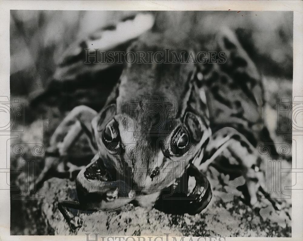 1934 Press Photo A bullfrog swallows a salamander alive - Historic Images