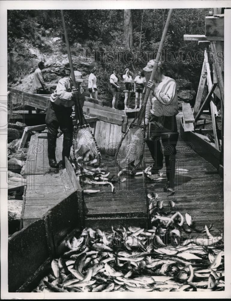 1955 Press Photo Fishermen Bringing in Alewives A Herring Type Fish in Damarisco - Historic Images