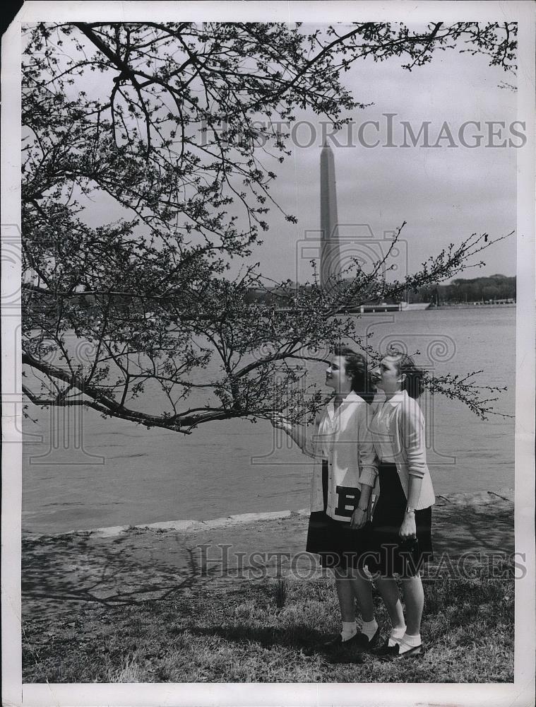 1947 Press Photo Cherry Blossoms With Washington Monument in Background - Historic Images