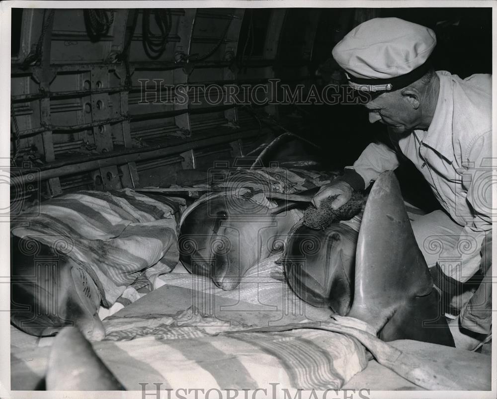 1961 Press Photo Capt. Emil Hanson Bathes Porpoises on Delta Air Lines - Historic Images