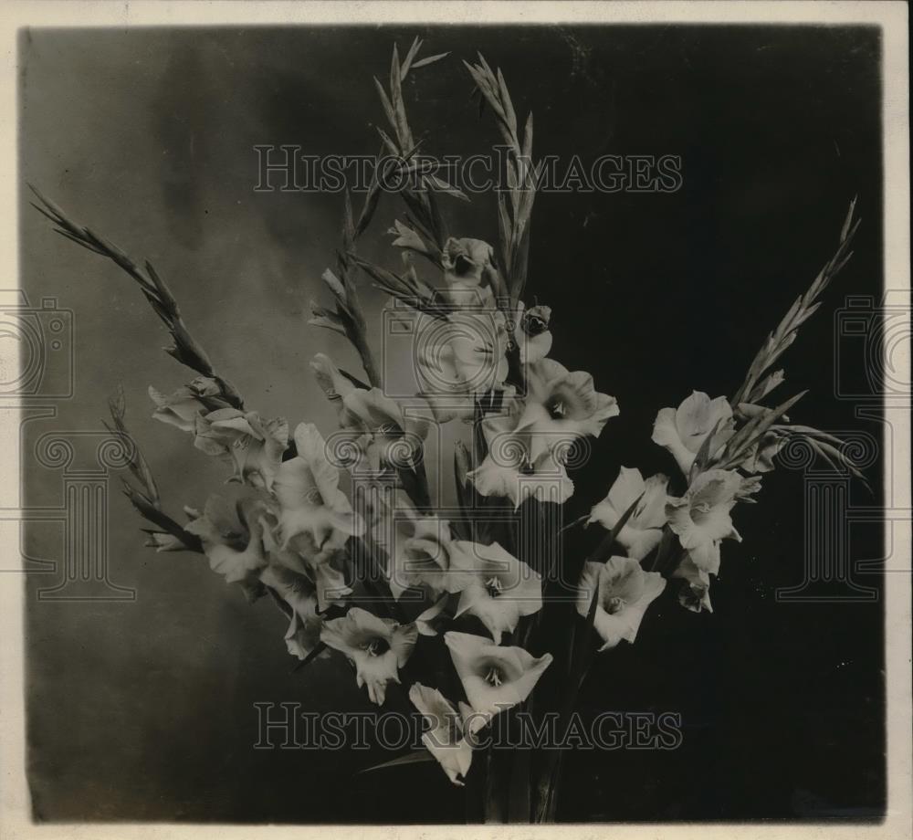 1928 Press Photo &quot;Starlight&quot; Gladiolus at New York Botanical Garden - Historic Images