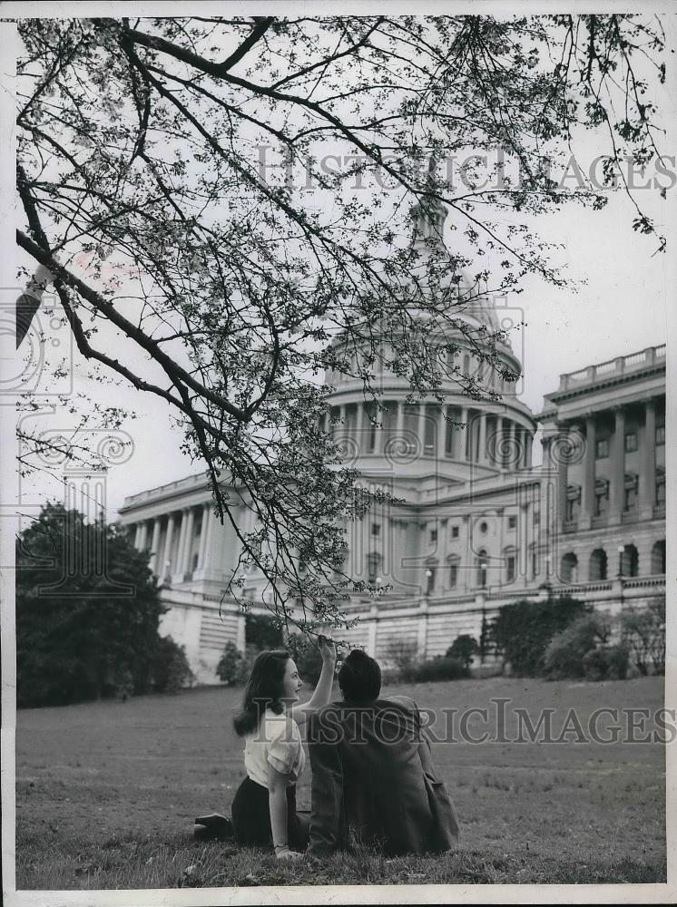 1947 Press Photo Famous Cherry Blossoms in Bloom Washington D.C/ - Historic Images