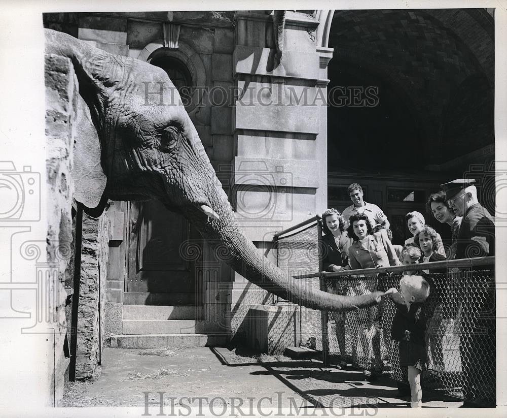 1946 Press Photo Jeffrey Rogers, Two Years Old Feeds Elephant at Bronx Park Zoo - Historic Images