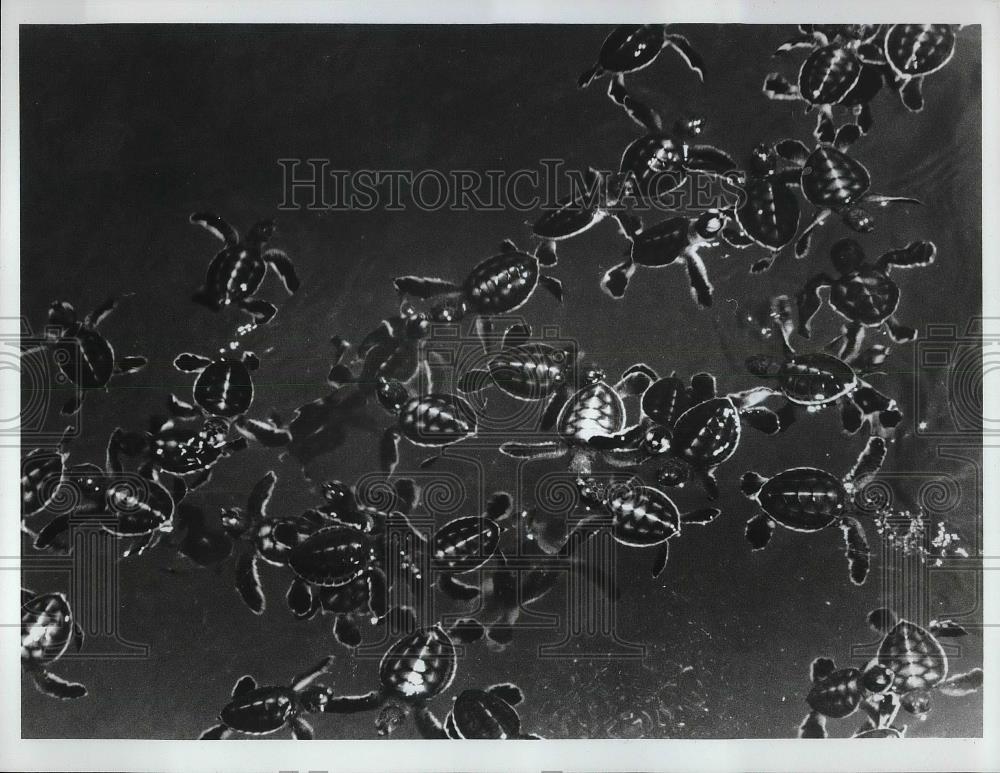 1970 Press Photo Tturtles in "Turtles of the Sulu Sea" on "Animal World" on ABC - Historic Images