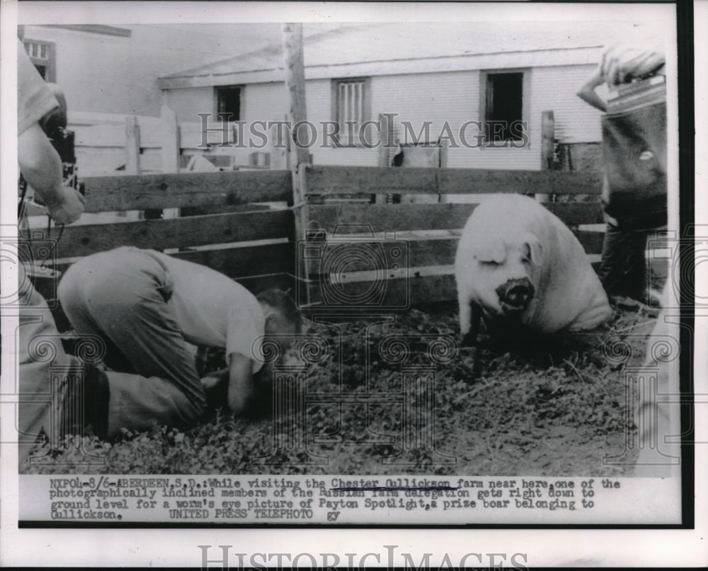 1955 Press Photo Photographer Takes Pic of Boar at Chester Gullickson Farm - Historic Images