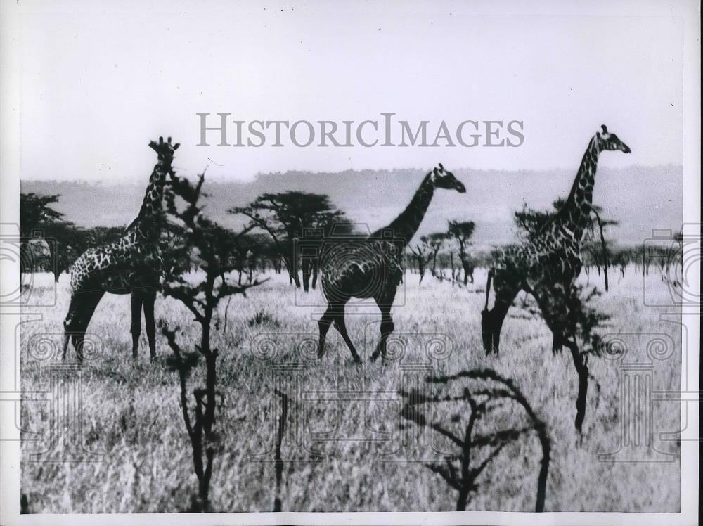 1953 Press Photo Giraffes in Africa while Budget Dir MH Stans on safari - Historic Images