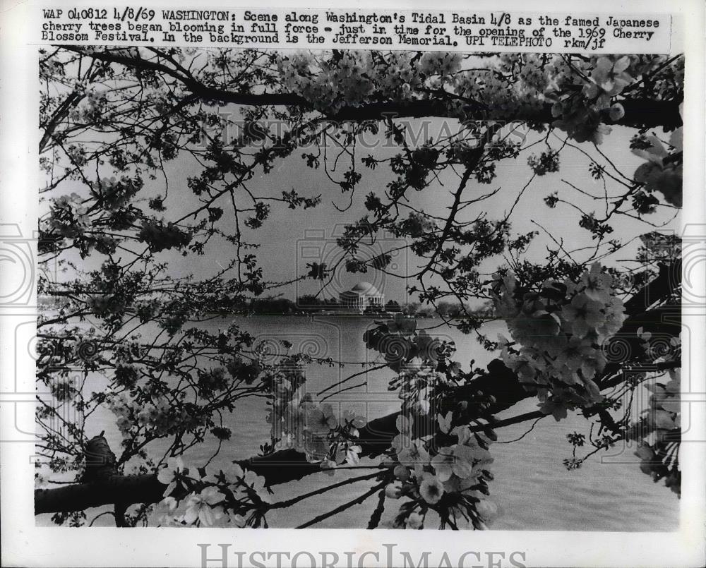 1969 Press Photo Washington DC&#39;s Cherry Blossom Trees - neb16648 - Historic Images