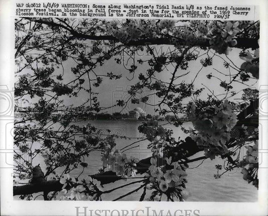 1969 Press Photo Washington DC's Cherry Blossom Trees - neb16648 - Historic Images