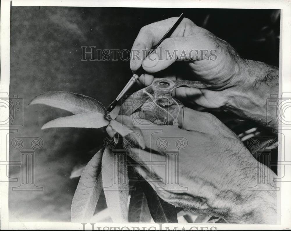 1942 Press Photo A man treats plants with colchicine to produce giant fruits - Historic Images