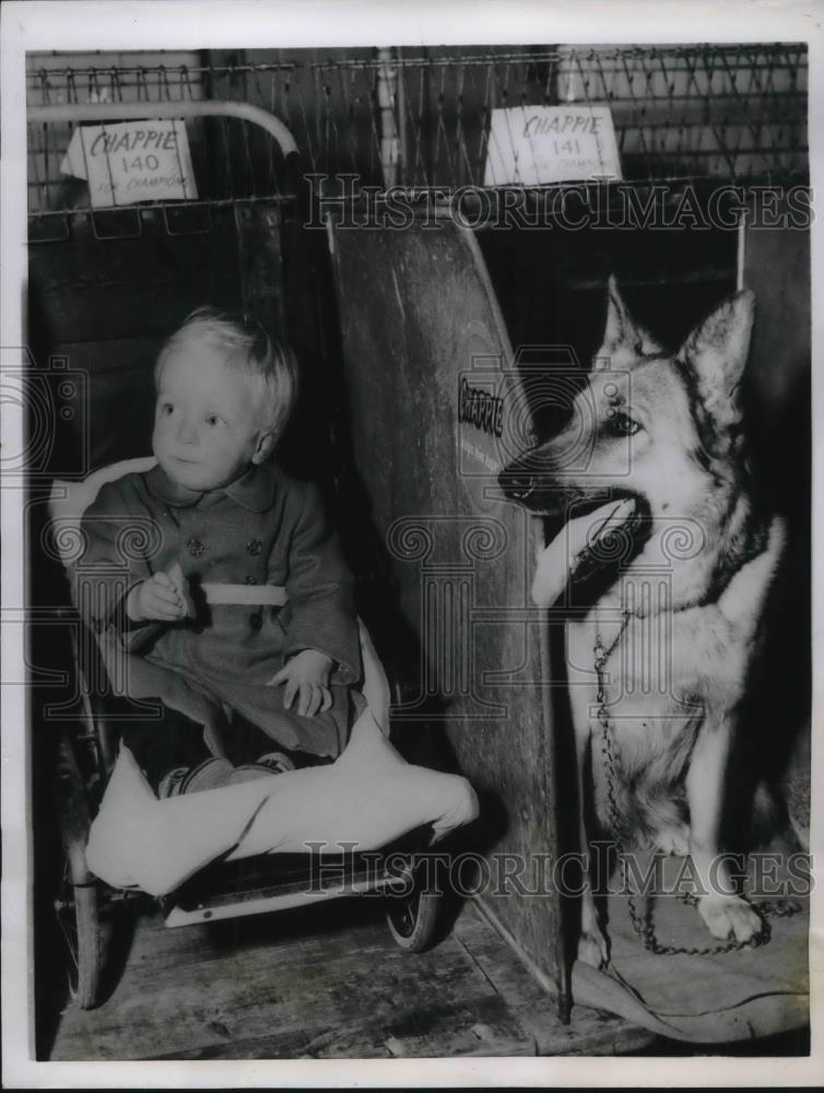 1955 Press Photo London, Tony Tridgell. age 2 &amp; shephard at Dog Show - neb45303 - Historic Images