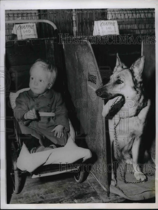 1955 Press Photo London, Tony Tridgell. age 2 & shephard at Dog Show - neb45303 - Historic Images