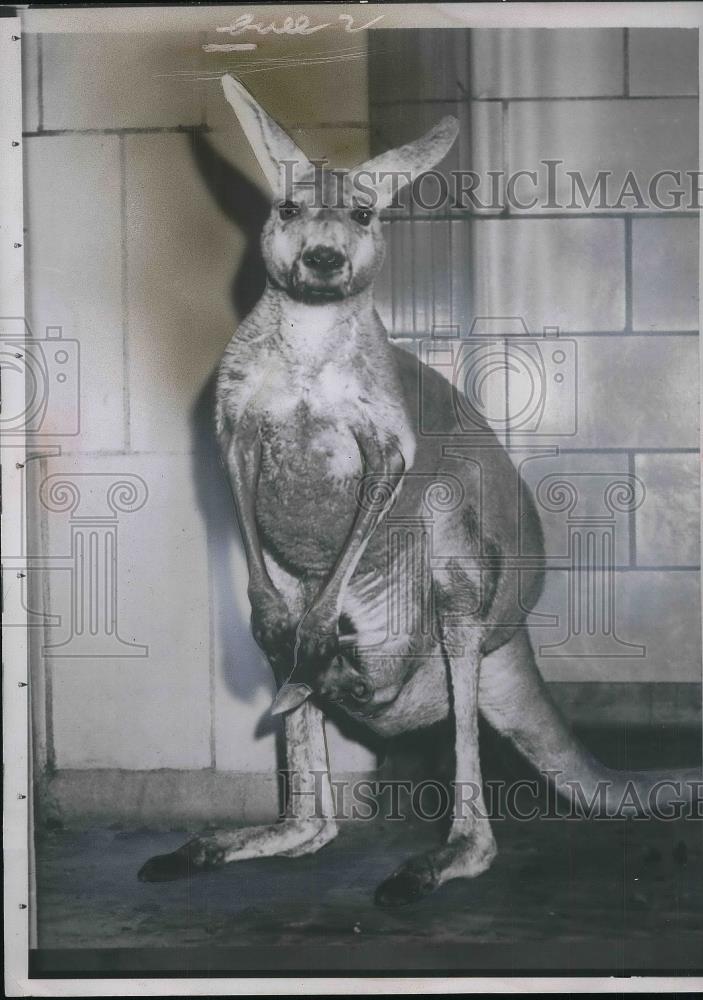 1955 Press Photo Baltimore Zoo&#39;s kangaroo &amp; her new baby - Historic Images