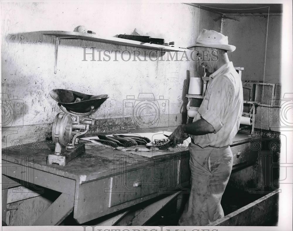 1951 Press Photo man cleans fish - Historic Images