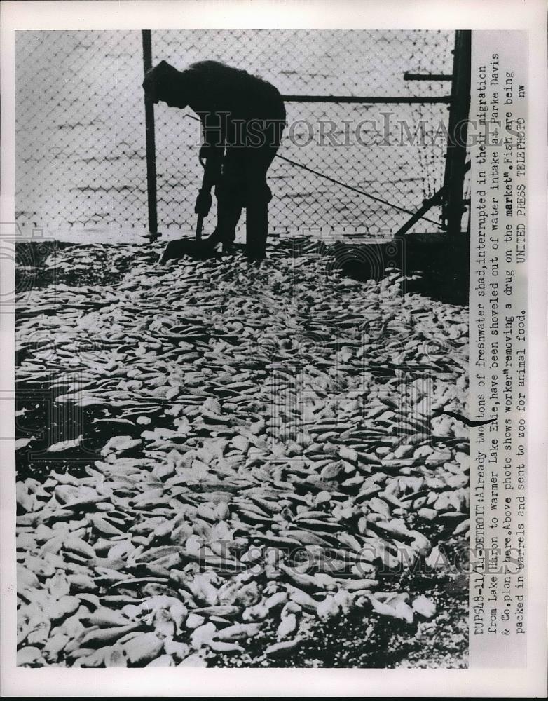 1952 Press Photo Freshwater shad being shoveled out of Lake Erie - Historic Images