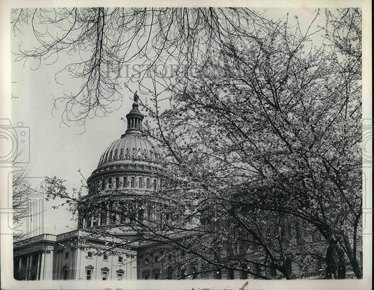 1936 Press Photo Cherry Blossoms Brighten the Capital - Historic Images