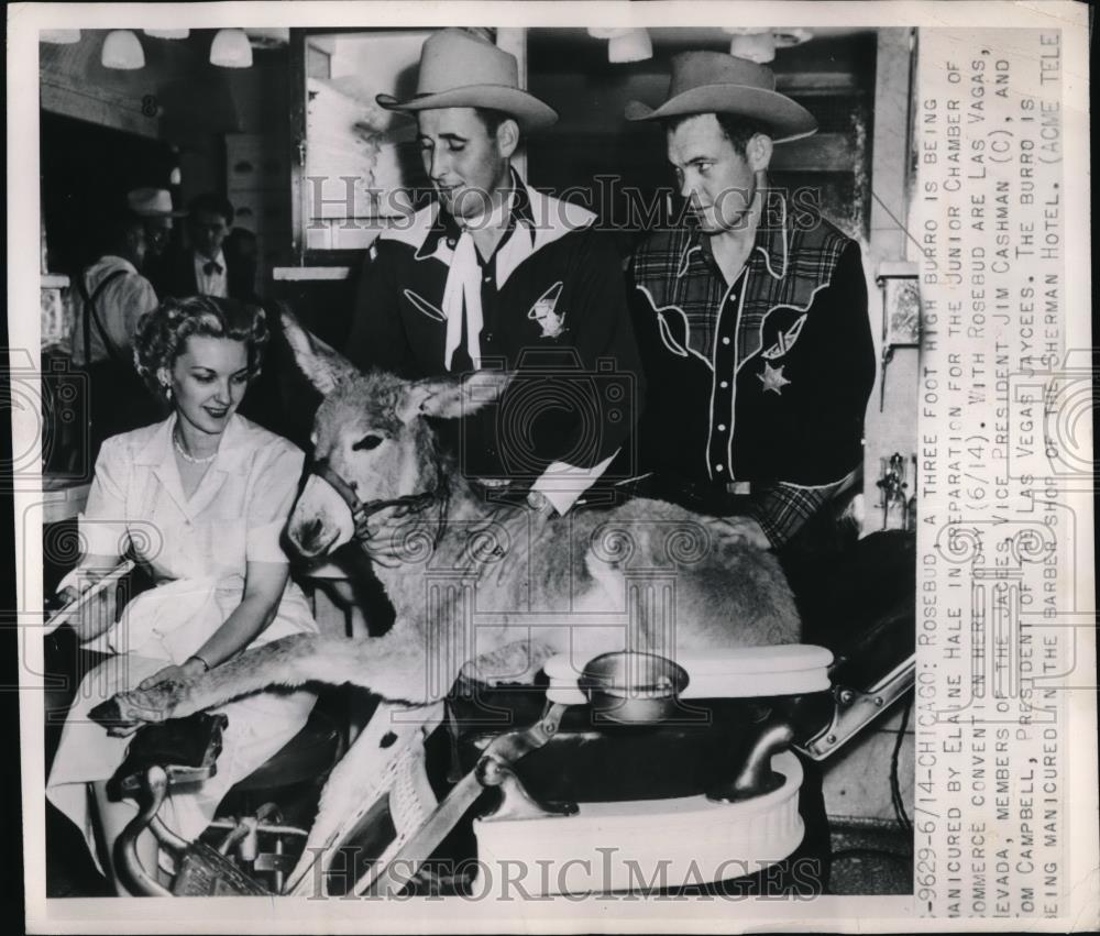 1950 Press Photo Elaine Burro and taking care of Rosebud for Convention - Historic Images