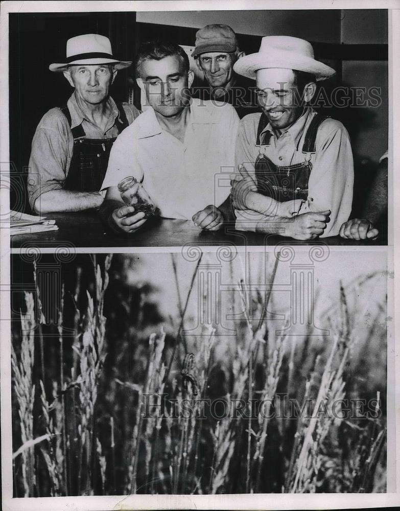 1953 Press Photo Army Worm Invasion Southern &amp; Central Illinois Farms Lands - Historic Images