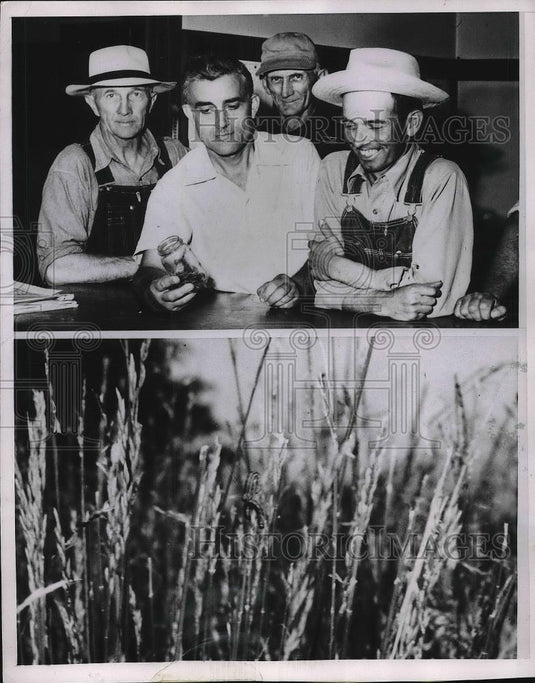 1953 Press Photo Army Worm Invasion Southern & Central Illinois Farms Lands - Historic Images